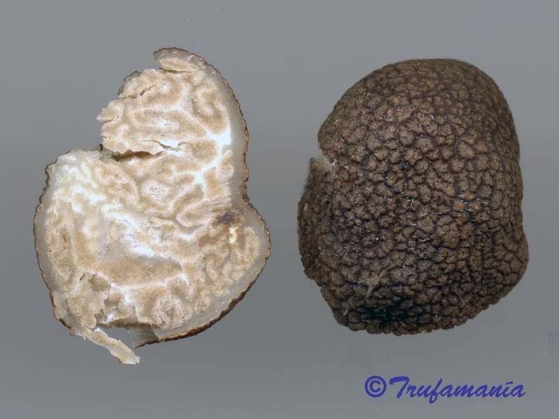 Tuber rufum var. nigrum